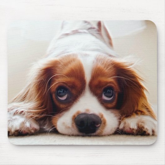 Cavalier King Charles Spaniel Mousepad (Vorne)