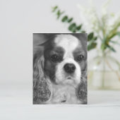 Cavalier King Charles Spaniel Post Card Postkarte (Stehend Vorderseite)