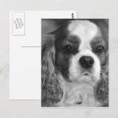 Cavalier King Charles Spaniel Post Card Postkarte (Vorne/Hinten)