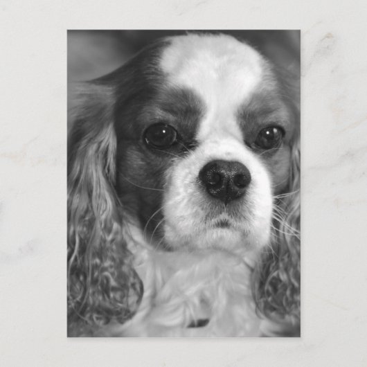 Cavalier King Charles Spaniel Post Card Postkarte (Vorderseite)