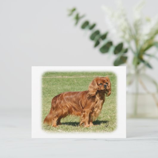 Cavalier King Charles Spaniel Postkarte (Stehend Vorderseite)