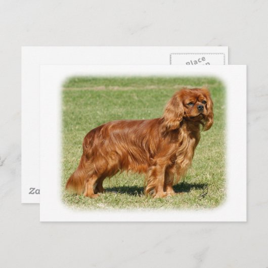 Cavalier King Charles Spaniel Postkarte (Vorne/Hinten)