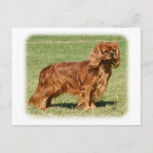 Cavalier King Charles Spaniel Postkarte