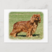Cavalier King Charles Spaniel Postkarte (Vorderseite)