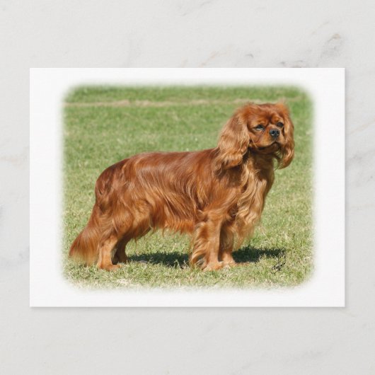 Cavalier King Charles Spaniel Postkarte (Vorderseite)