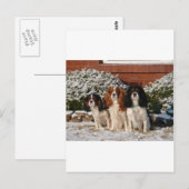 Cavalier King Charles Spaniel Postkarte (Vorne/Hinten)