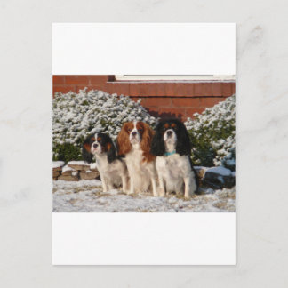 Cavalier King Charles Spaniel Postkarte