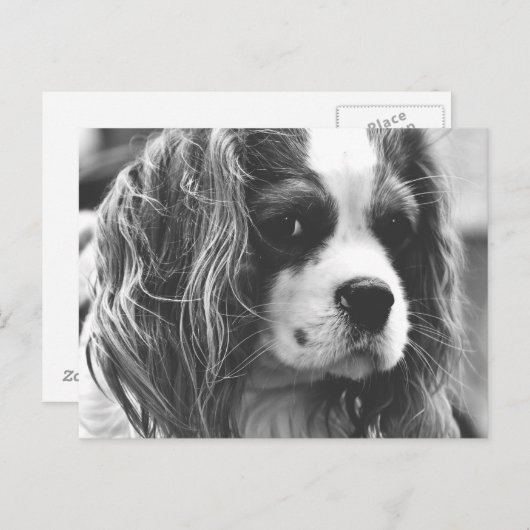 Cavalier King Charles Spaniel Postkarte (Vorne/Hinten)