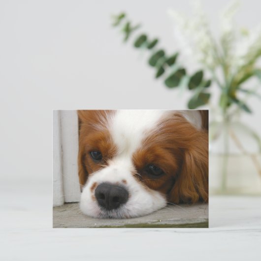 Cavalier King Charles Spaniel Postkarte (Stehend Vorderseite)