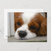 Cavalier King Charles Spaniel Postkarte (Vorne/Hinten)