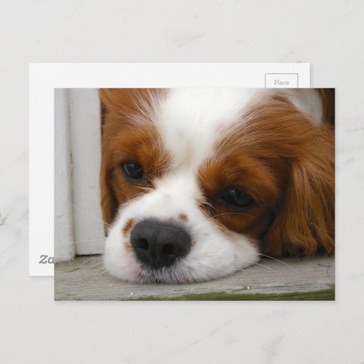 Cavalier King Charles Spaniel Postkarte (Vorne/Hinten)