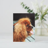 Cavalier King Charles Spaniel Postkarte (Stehend Vorderseite)