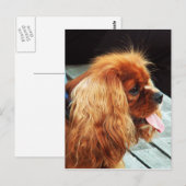 Cavalier King Charles Spaniel Postkarte (Vorne/Hinten)