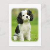 Cavalier King Charles Spaniel Postkarte (Vorderseite)