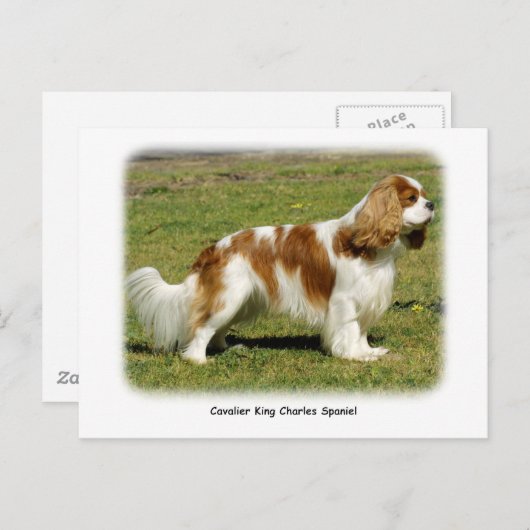 Cavalier King Charles Spaniel Postkarte (Vorne/Hinten)