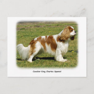 Cavalier King Charles Spaniel Postkarte