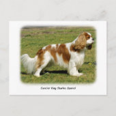 Cavalier King Charles Spaniel Postkarte (Vorderseite)