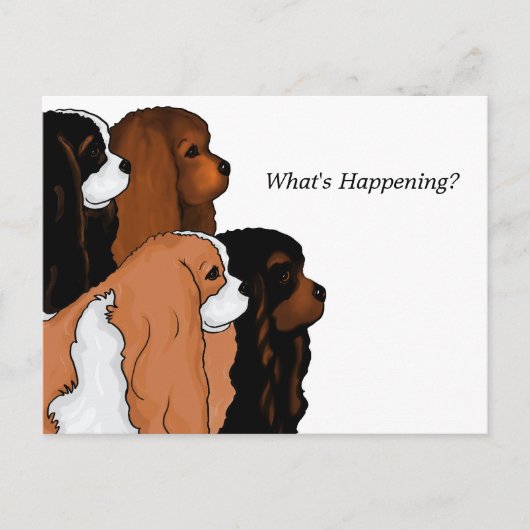 Cavalier King Charles Spaniel Postkarte (Vorderseite)