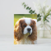 Cavalier King Charles Spaniel Postkarte (Stehend Vorderseite)