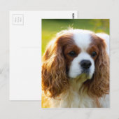 Cavalier King Charles Spaniel Postkarte (Vorne/Hinten)