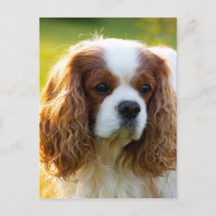 Cavalier King Charles Spaniel Postkarte