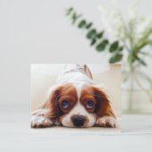 Cavalier King Charles Spaniel Postkarte (Stehend Vorderseite)