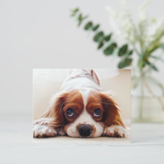 Cavalier King Charles Spaniel Postkarte (Stehend Vorderseite)