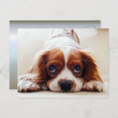 Cavalier King Charles Spaniel Postkarte (Vorne/Hinten)