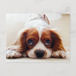 Cavalier King Charles Spaniel Postkarte