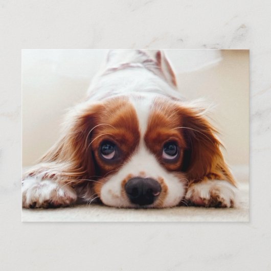 Cavalier King Charles Spaniel Postkarte (Vorderseite)