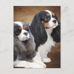 Cavalier King Charles Spaniel Postkarte