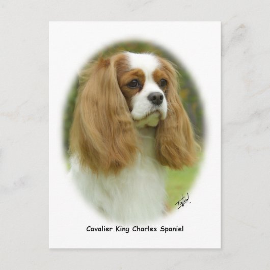 Cavalier King Charles Spaniel Postkarte (Vorderseite)