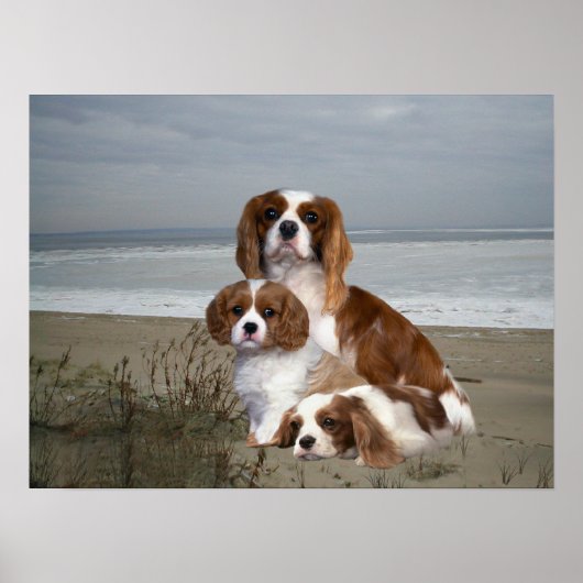 Cavalier King Charles Spaniel Print Poster (Vorne)