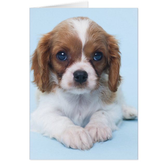 Cavalier King Charles Spaniel Puppy (Vorne)