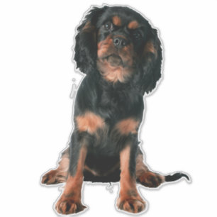 Cavalier King Charles Spaniel Puppy Dog Aufkleber