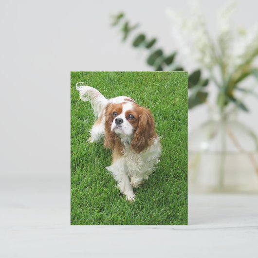 Cavalier King Charles Spaniel Puppy Dog Post Card Postkarte (Stehend Vorderseite)
