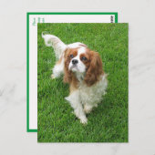 Cavalier King Charles Spaniel Puppy Dog Post Card Postkarte (Vorne/Hinten)