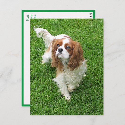 Cavalier King Charles Spaniel Puppy Dog Post Card Postkarte (Vorne/Hinten)