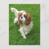 Cavalier King Charles Spaniel Puppy Dog Post Card Postkarte (Vorderseite)