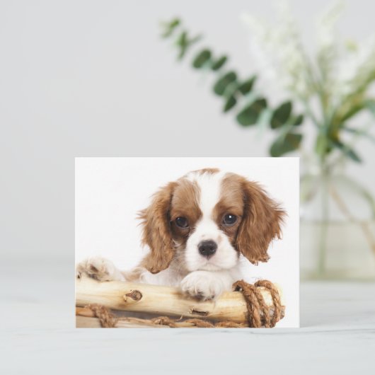 Cavalier King Charles Spaniel Puppy Dog Postkarte (Stehend Vorderseite)