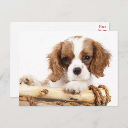 Cavalier King Charles Spaniel Puppy Dog Postkarte (Vorne/Hinten)