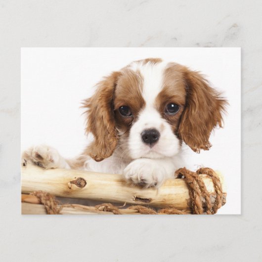 Cavalier King Charles Spaniel Puppy Dog Postkarte (Vorderseite)