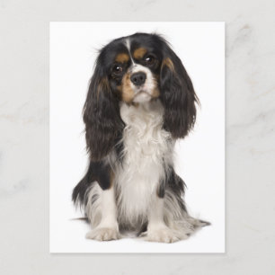 Cavalier King Charles Spaniel Puppy Dog Postkarte