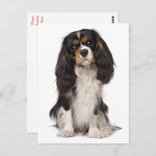 Cavalier King Charles Spaniel Puppy Dog Postkarte (Vorne/Hinten)
