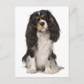 Cavalier King Charles Spaniel Puppy Dog Postkarte (Vorderseite)