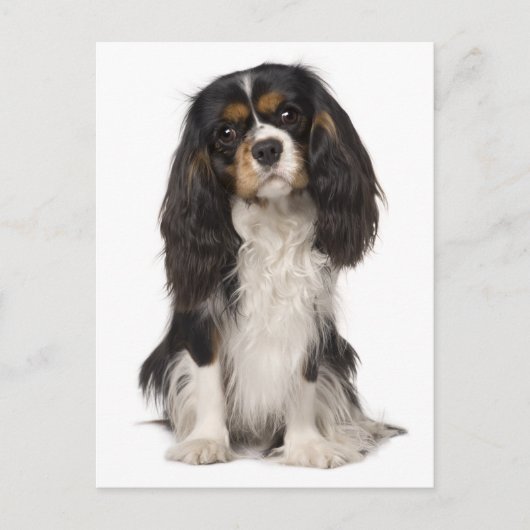 Cavalier King Charles Spaniel Puppy Dog Postkarte (Vorderseite)