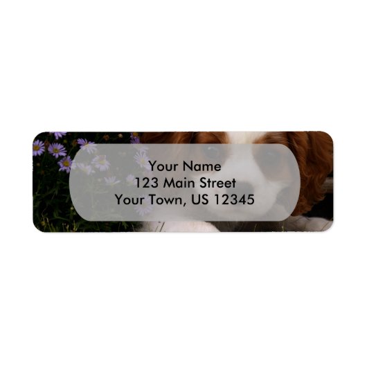 Cavalier King Charles Spaniel Puppy hinter Blume (Vorne)