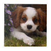 Cavalier King Charles Spaniel Puppy hinter Blume Fliese (Vorderseite)