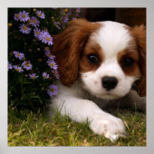 Cavalier King Charles Spaniel Puppy hinter Blume Poster (Vorne)