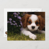 Cavalier King Charles Spaniel Puppy hinter Blume Postkarte (Vorne/Hinten)